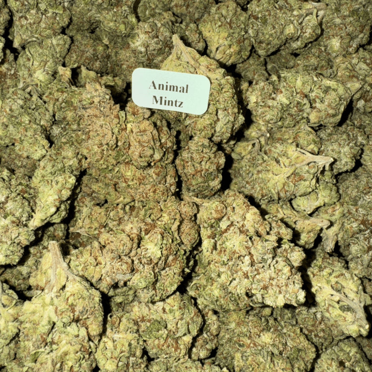 Bloomz Finest Premium THCA Flower – 28 Grams (Full Ounce)