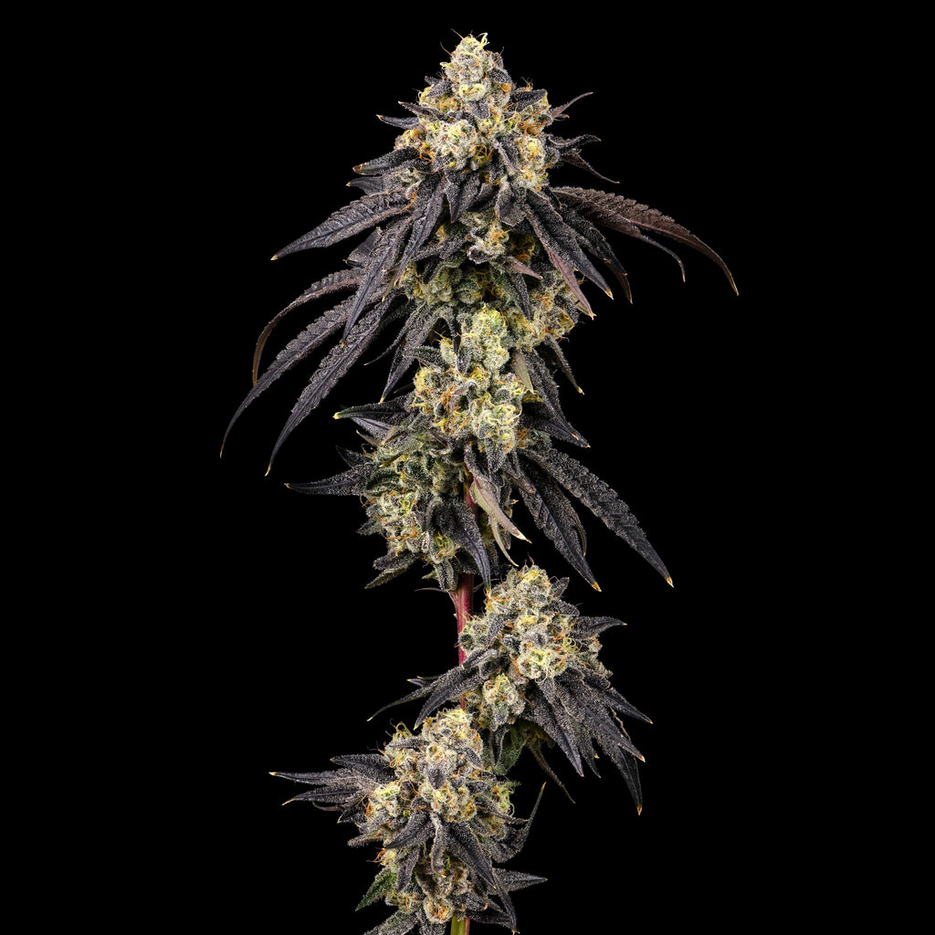 Cookies - Adios MF x GSC- 6 Pack