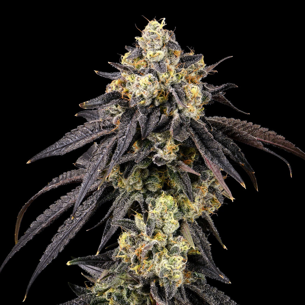 Cookies - Adios MF x GSC- 6 Pack