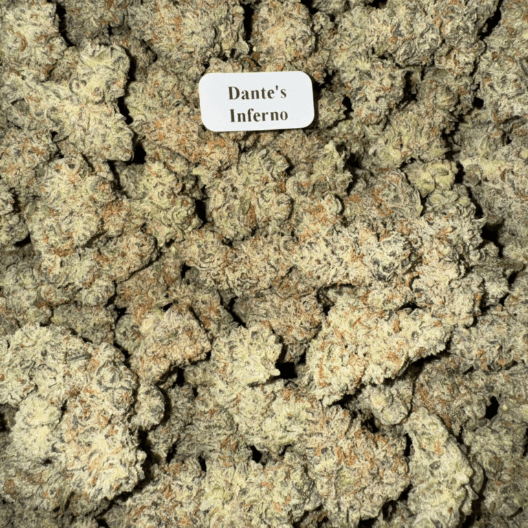Bloomz Finest Gold Line Premium THCA Flower – 3.5 Grams